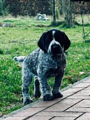 Ilse_v_Kibietzmoor Welpen (8)